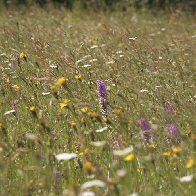 Devon meadow 