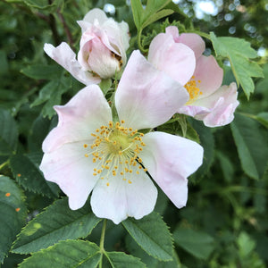 Dog rose, Rosa canina