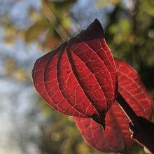 Load image into Gallery viewer, Cornus sanguinea, common dogwood