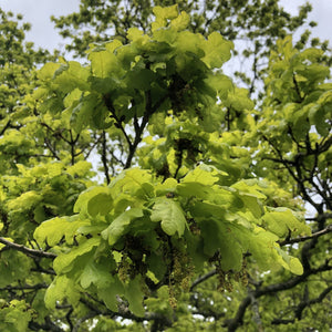 English oak in flower