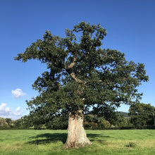 Load image into Gallery viewer, Veteran oak, Somerset
