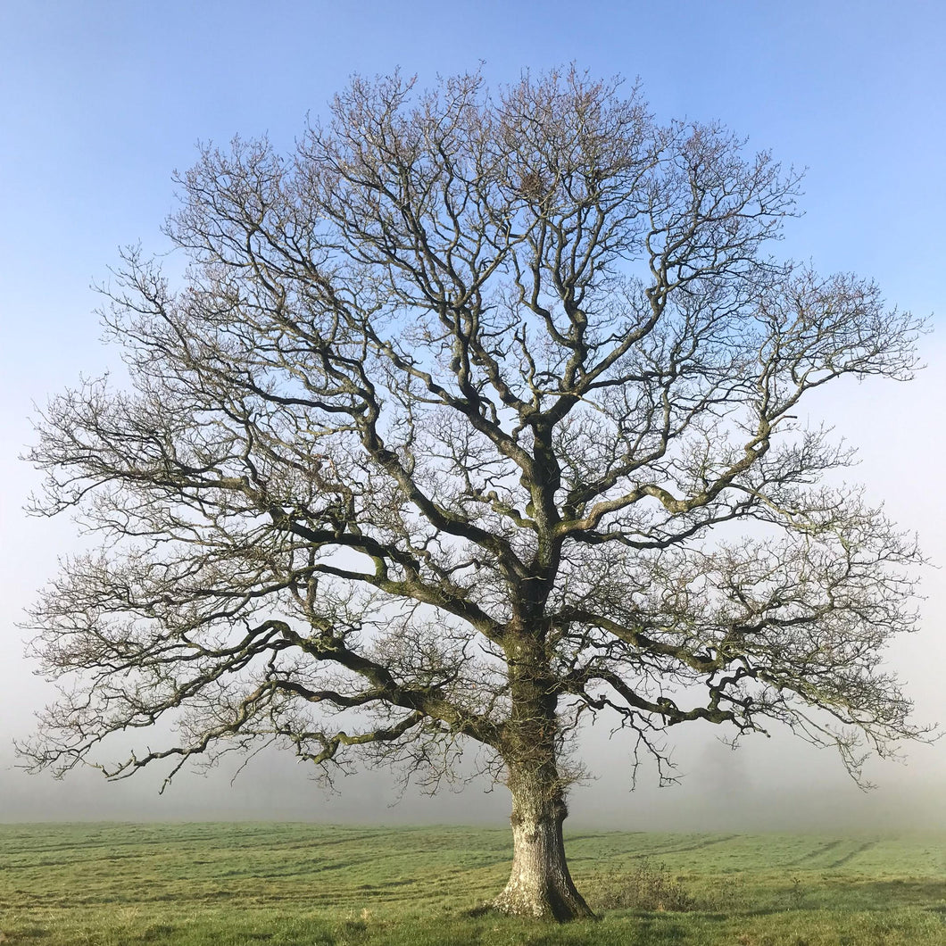 English oak (Quercus robur), Somerset.