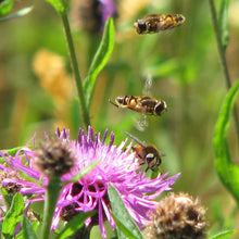 Load image into Gallery viewer, Wildflowers for heavy soils