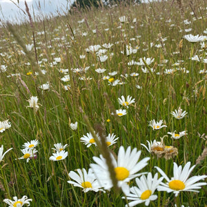 Devon meadow mix - Oxeye Daisies