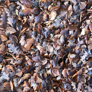 Mixed woodland leaves