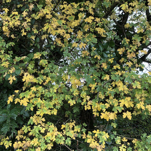 Field maple, Acer campestre