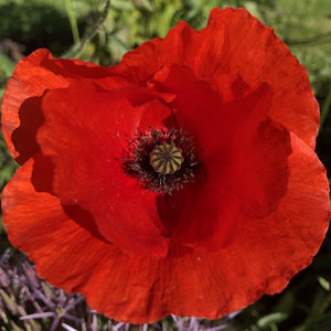 Coastal Meadow Seed Mix