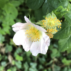 Field rose, Rosa canina