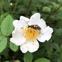 Load image into Gallery viewer, Field rose and Yellow and black longhorn beatle