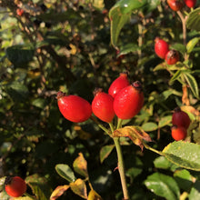 Load image into Gallery viewer, Field rose haws, morning light, Vale of Ewyas