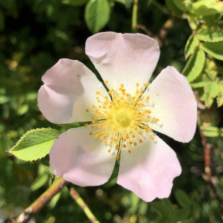 Field Rose (Rosa arvensis) | British Trees & Hedges | Habitat Aid