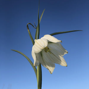 Fritillaria meleagris alba