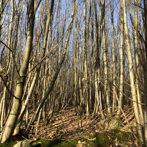 sweet chestnut coppice in winter sunshine