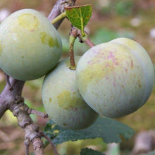 Load image into Gallery viewer, Gage Tree - Green Gage