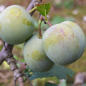 Gage Tree - Green Gage