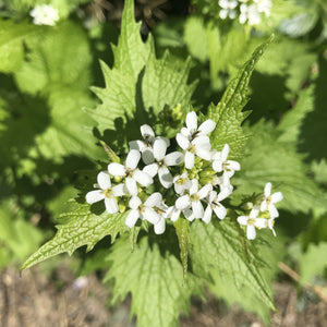 Garlic mustard