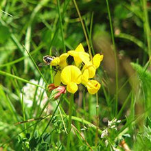 Load image into Gallery viewer, Basic Wildflower Meadow Seed Mix