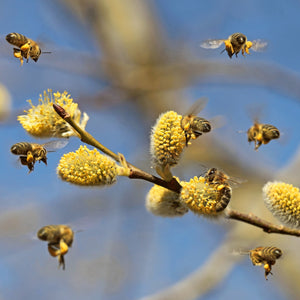 Goat willow and honeybees