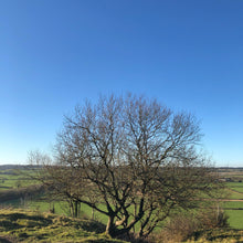 Load image into Gallery viewer, Goat willow, Salix caprea