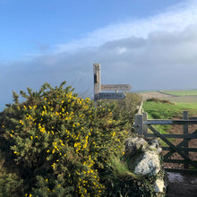 Load image into Gallery viewer, Gorse (Ulex europaeus)