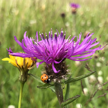 Load image into Gallery viewer, Chalk and Limestone Wildflowers Only Mix