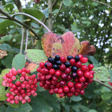 Load image into Gallery viewer, Hedge plant: Guelder rose
