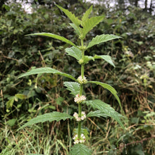 Load image into Gallery viewer, Wildflowers for heavy soils