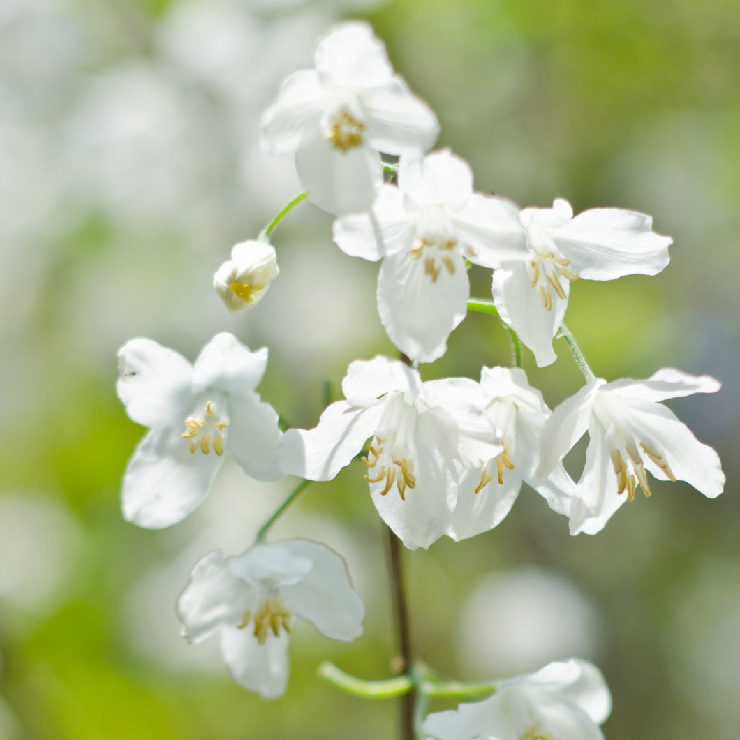 Halesia Carolina blossom