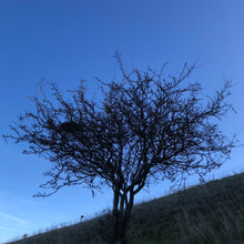 Load image into Gallery viewer, Hawthorn, November, Bratton Camp