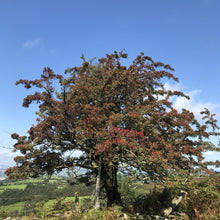 Load image into Gallery viewer, Hawthorn, Welsh borders