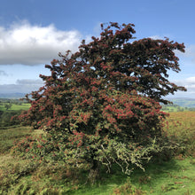 Load image into Gallery viewer, Hawthorn, overlooking Hay-on-Wye