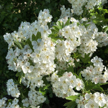 Load image into Gallery viewer, Hawthorn (Crataegus monogyna)