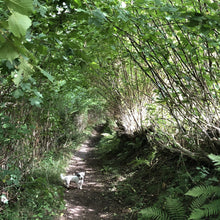 Load image into Gallery viewer, Coppiced and laid hazel along ancient path, Vale of Ewyas