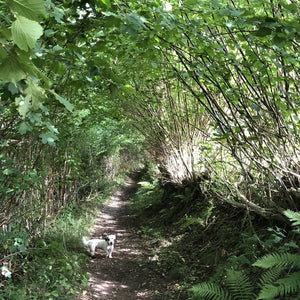 Coppiced and laid hazel along ancient path, Vale of Ewyas