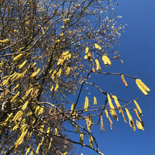 Load image into Gallery viewer, Yellow hazel catkins