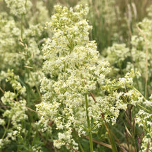 Load image into Gallery viewer, Hedge bedstraw Galium mollugo