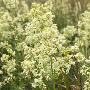 Basic Wildflower Meadow Seed Mix