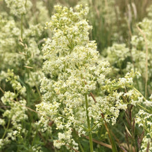 Load image into Gallery viewer, Pond Edge Seed Mix
