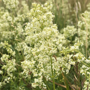 Pond Edge Seed Mix