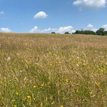 Load image into Gallery viewer, Herefordshire meadow seed