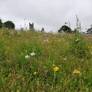 Highclere meadow, Berkshire