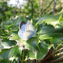 Load image into Gallery viewer, Holly Blue
