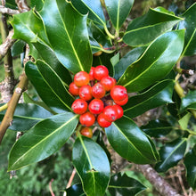 Load image into Gallery viewer, Holly (Ilex aquifolium)