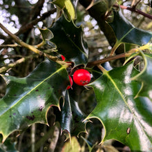 Load image into Gallery viewer, Holly (Ilex aquifolium)