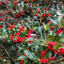 Load image into Gallery viewer, Holly berries