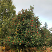 Load image into Gallery viewer, Holly (Ilex aquifolium)