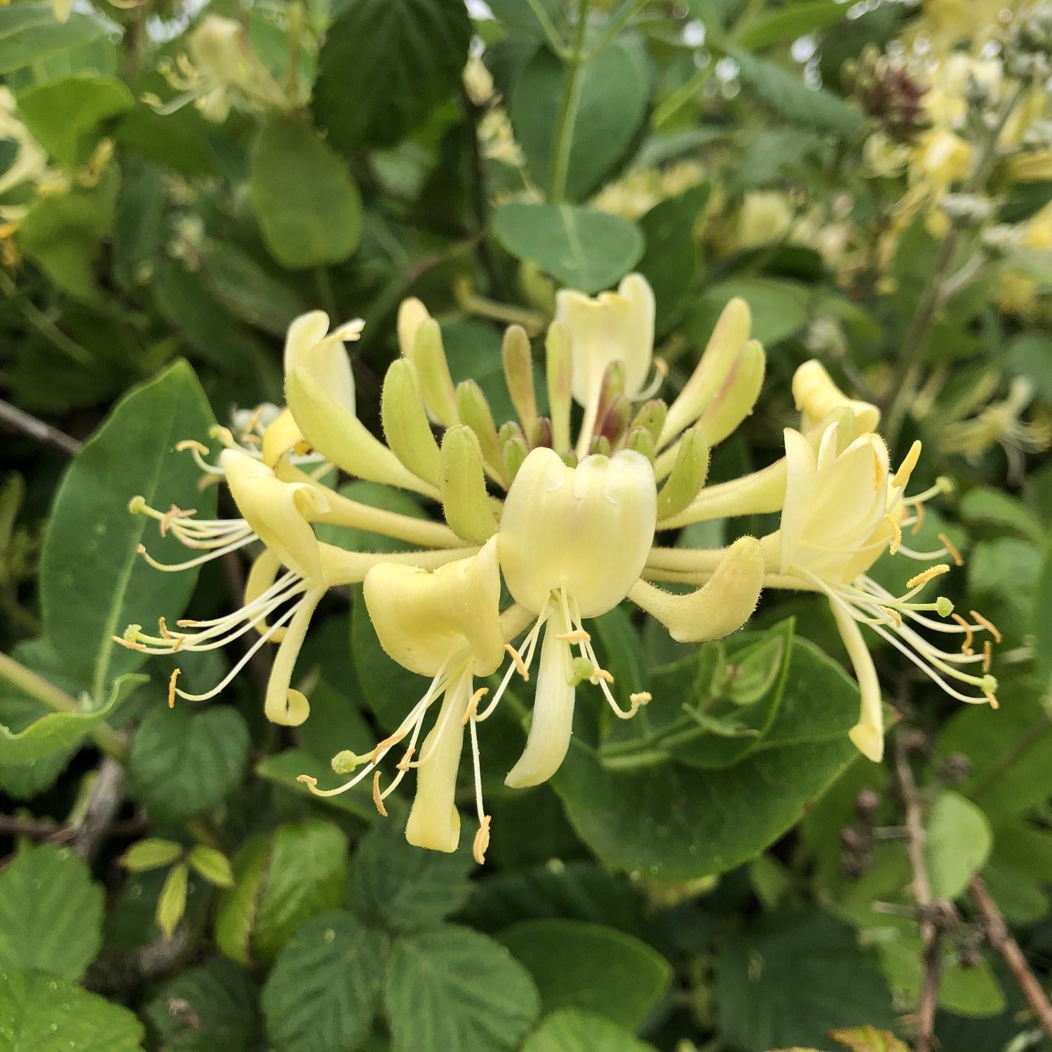 lonicera periclymenum honeysuckle Honeysuckle (Lonicera periclymenum) | British Trees & Hedges