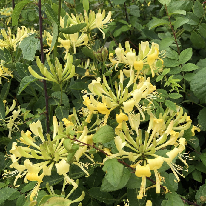 Wild honeysuckle, woodbine, Lonicera periclymenum