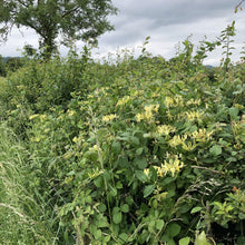 Load image into Gallery viewer, Wild honeysuckle, woodbine, Lonicera periclymenum