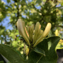 Load image into Gallery viewer, Honeysuckle, Lonicera periclymenum